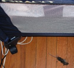 A small mouse carcass lies on the floor next to the bassinet.